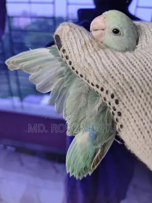 Forpus Parrot