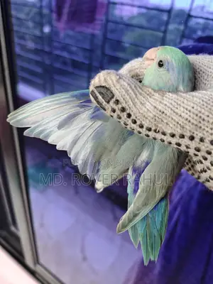 Forpus Parrot