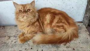 Adult Male Cat
