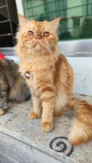 প্রাপ্তবয়স্ক পুরুষ বিড়াল