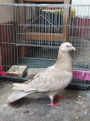 Pigeon for Sale