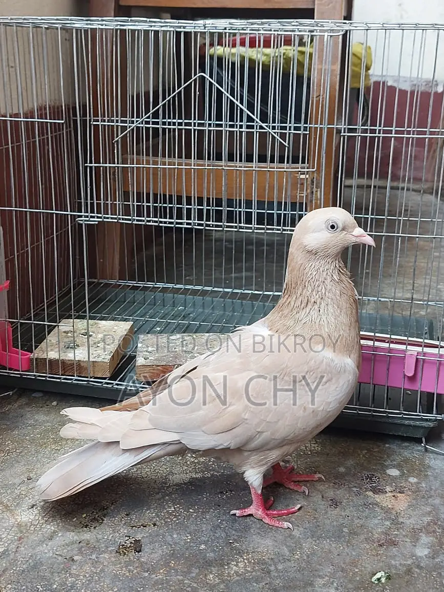 Pigeon for Sale