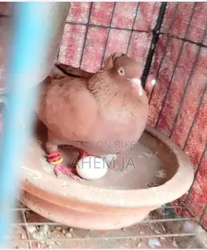 1 Female Bird