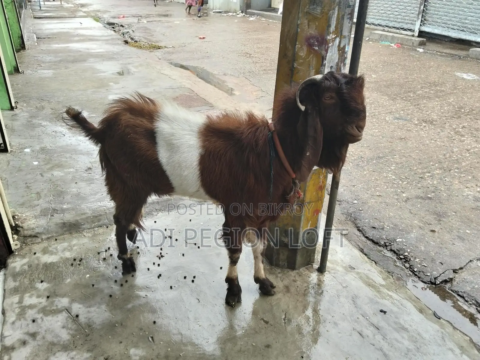 Two goats/nannies for sale, currently active