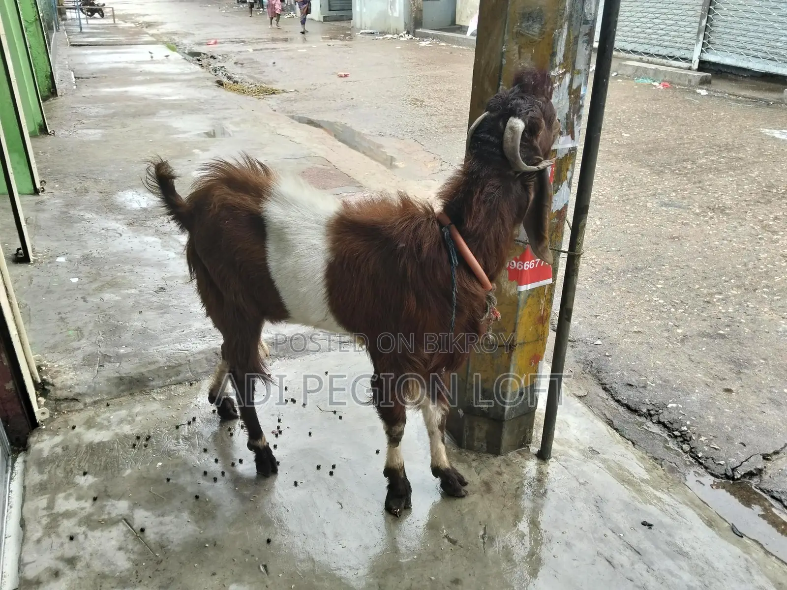 Two goats/nannies for sale, currently active