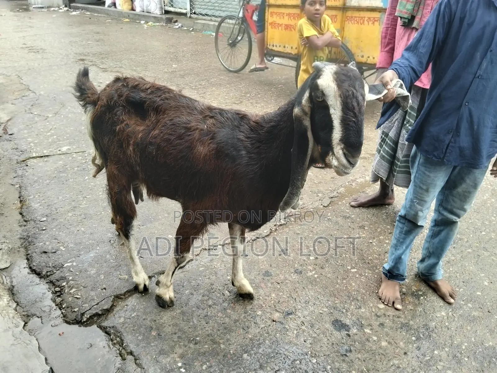 Two goats/nannies for sale, currently active
