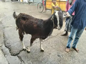 Two goats/nannies for sale, currently active
