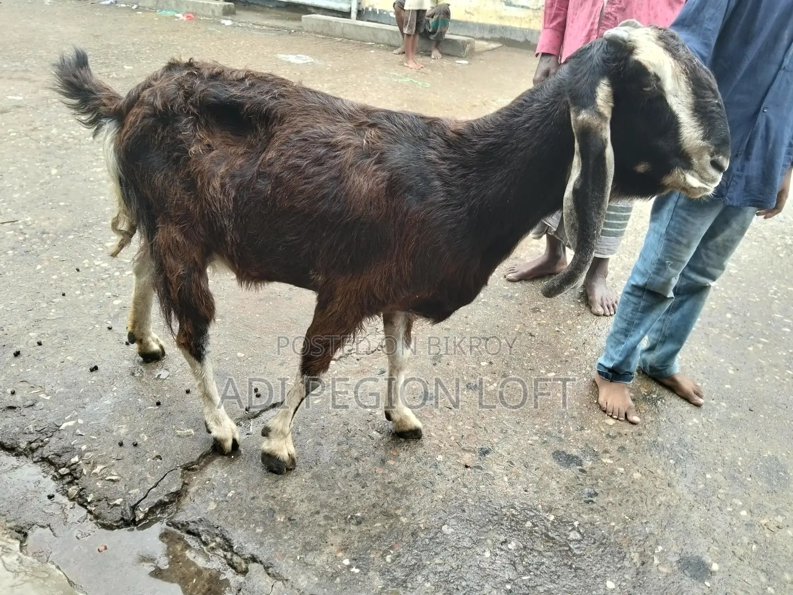 Two goats/nannies for sale, currently active