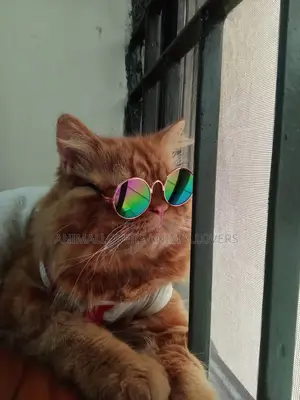 1+ Year Male Purebred Persian