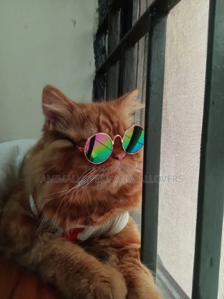 1+ Year Male Purebred Persian