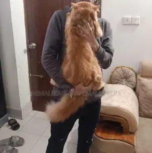 1+ Year Male Purebred Persian