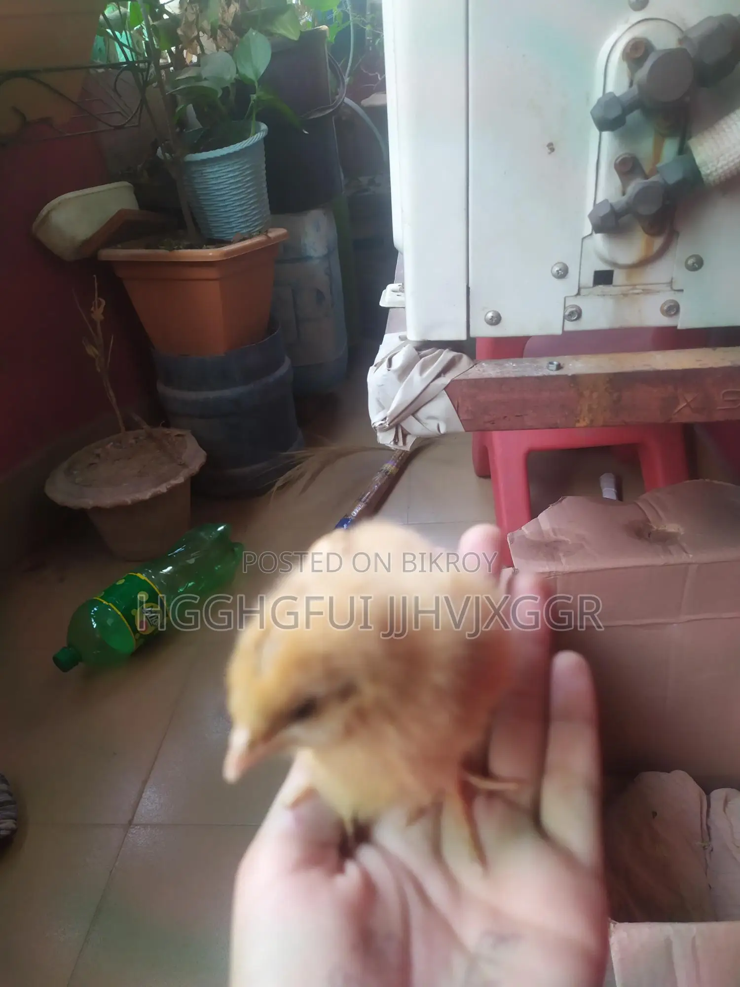 2 Pieces Tiger Chicken