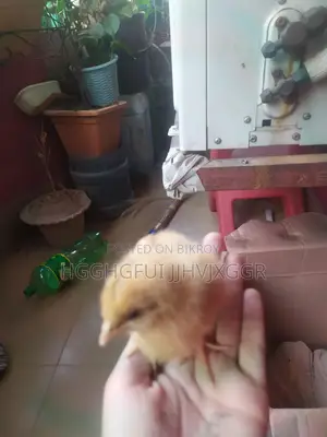 2 Pieces Tiger Chicken
