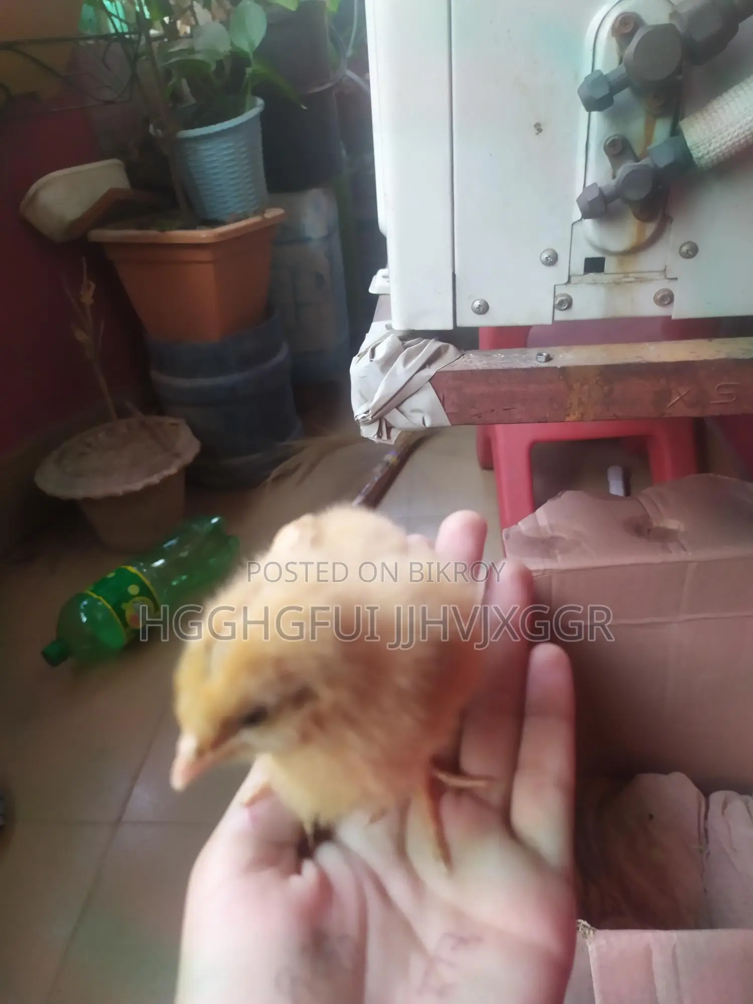 2 Pieces Tiger Chicken