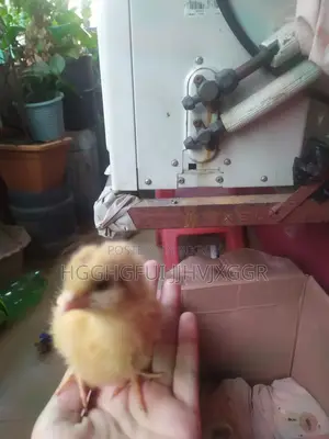 2 Pieces Tiger Chicken