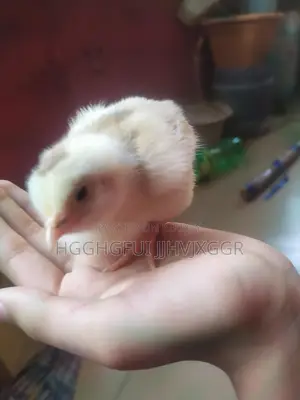 2 Pieces Tiger Chicken