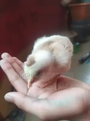 2 Pieces Tiger Chicken