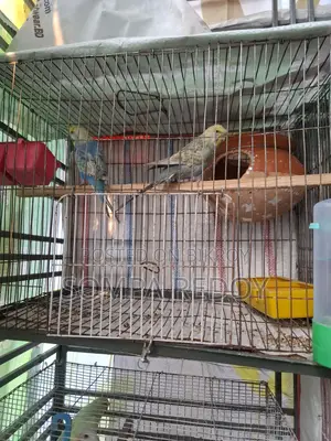 Budgerigar Bird