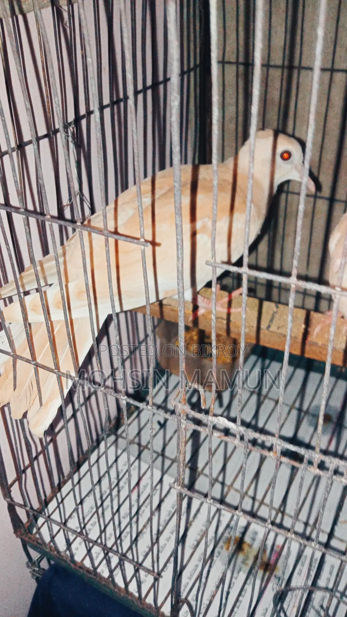 A pair of running dove birds for sale