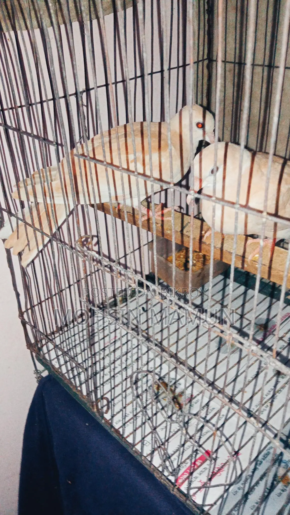 A pair of running dove birds for sale