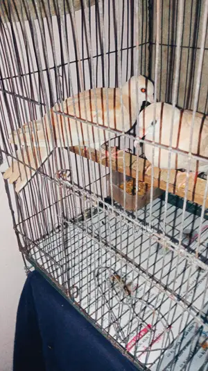 A pair of running dove birds for sale