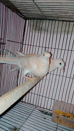 A pair of running dove birds for sale