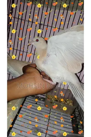 A pair of running dove birds for sale