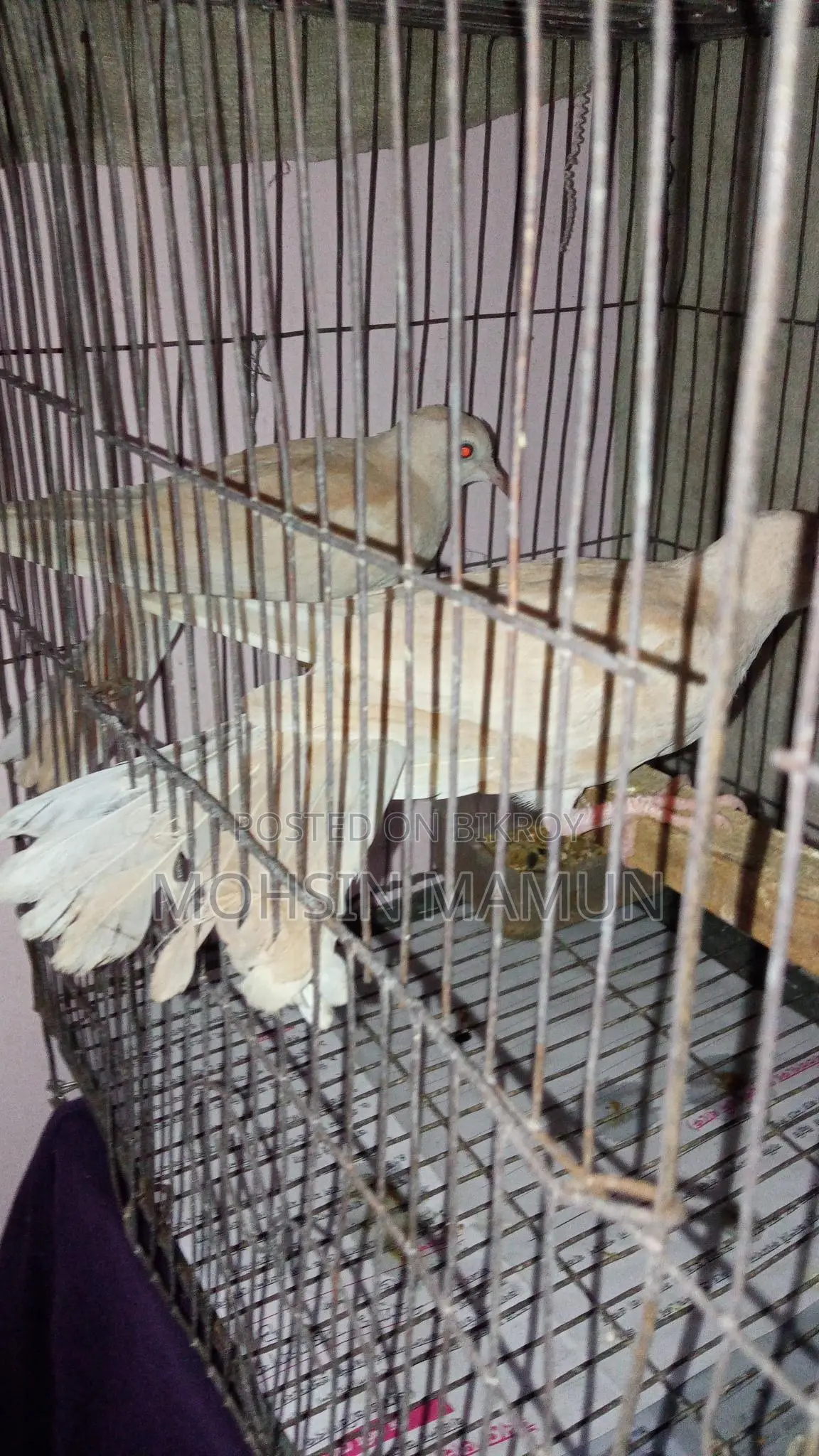 A pair of running dove birds for sale