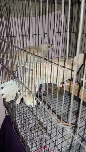 A pair of running dove birds for sale
