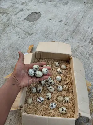 European White Giant Quail Hatching Eggs for Sale