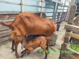 Totapuri Goat