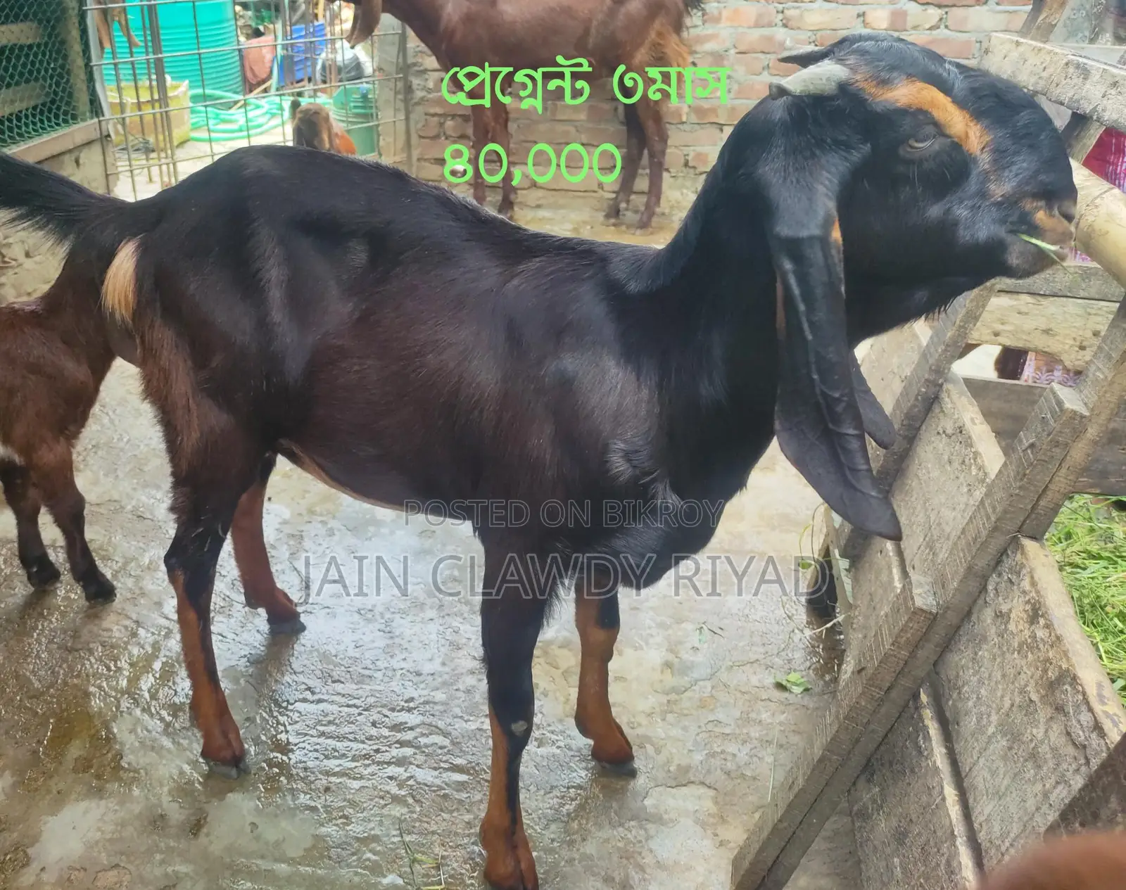 Totapuri Goat