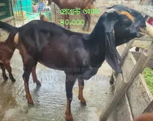 Totapuri Goat