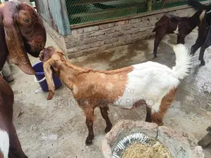 Totapuri Goat