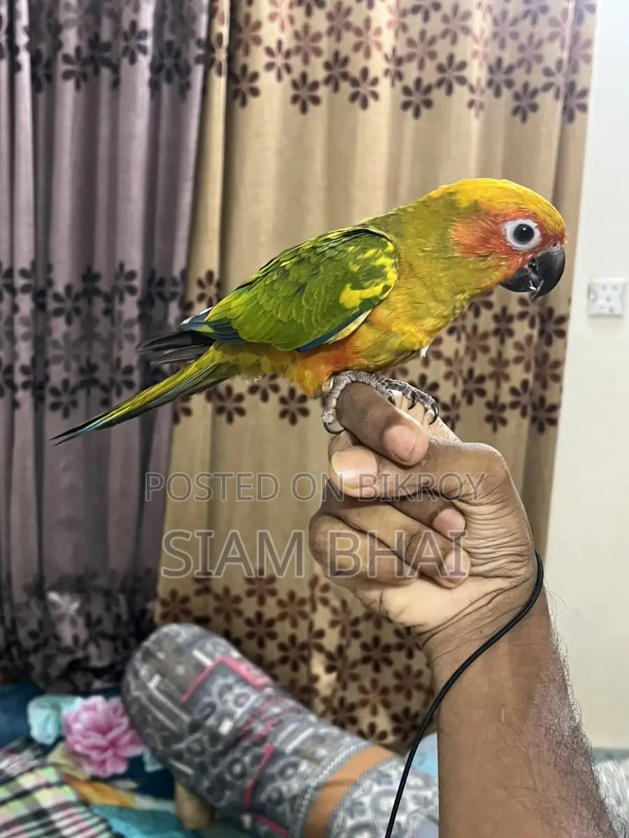 Sun Conure