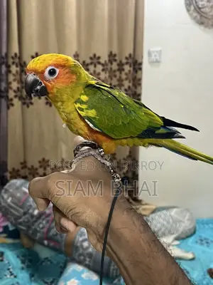 Sun Conure