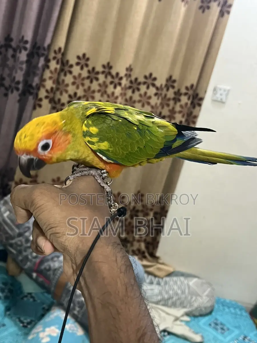 Sun Conure