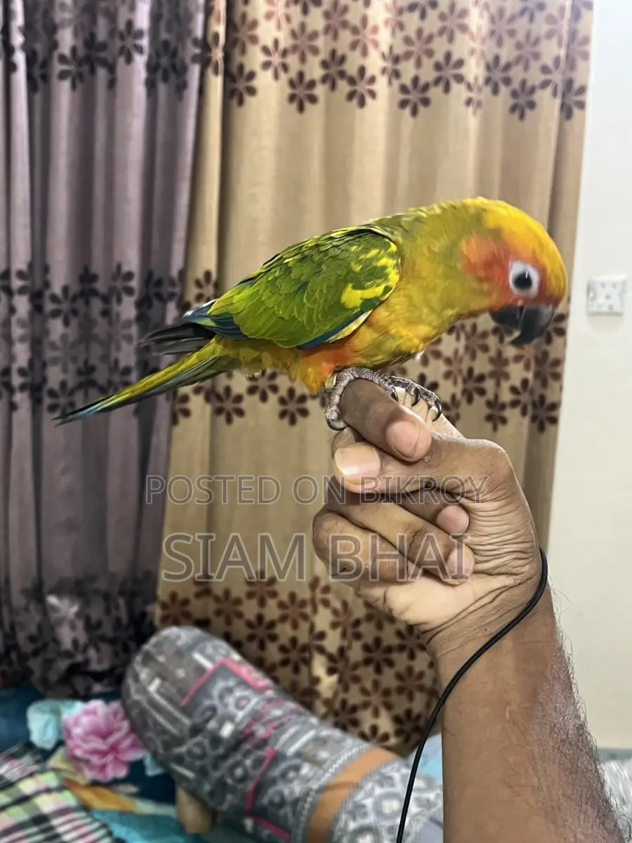 Sun Conure