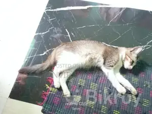 মিক্সড বিড়াল বিক্রয় করা হবে