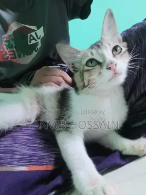 মিক্সড বিড়াল বিক্রয় করা হবে