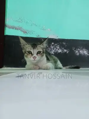 মিক্সড বিড়াল বিক্রয় করা হবে