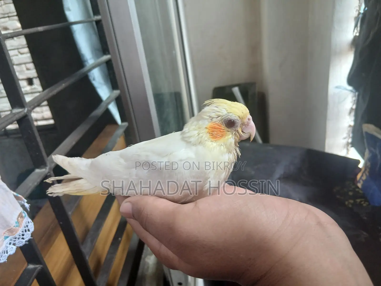 Red eye lutino cockatiel