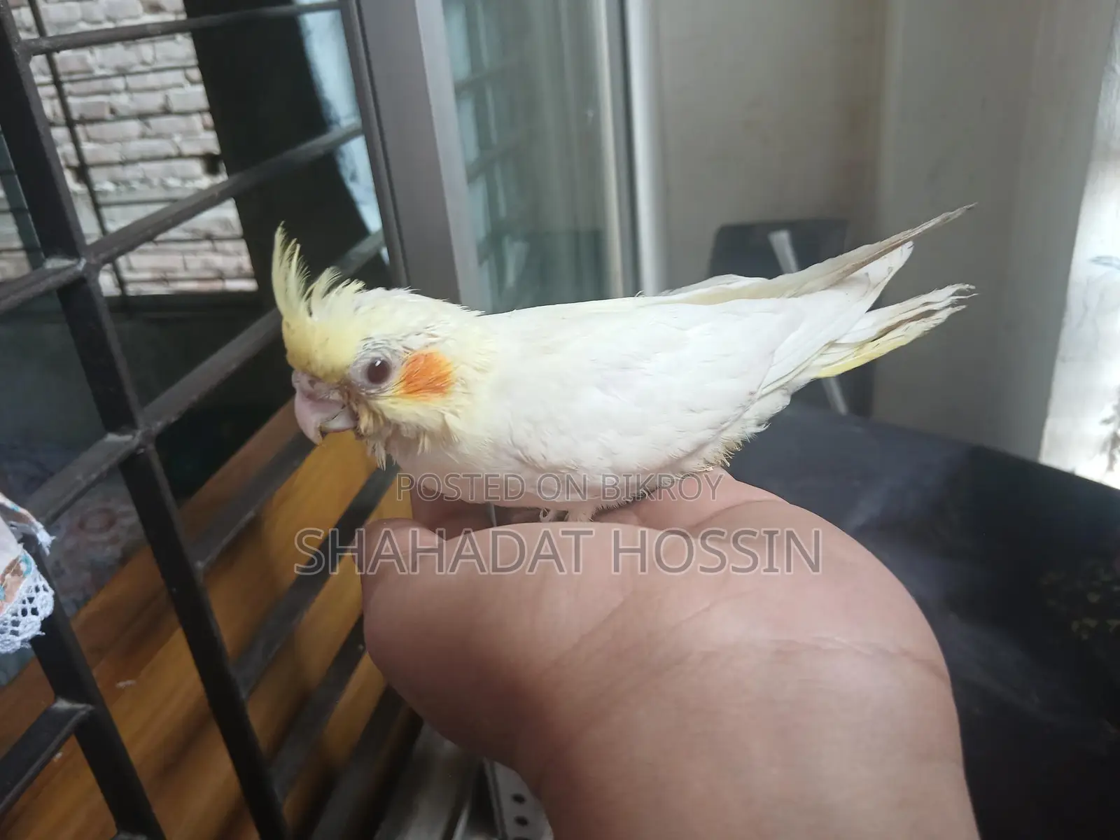 Red eye lutino cockatiel