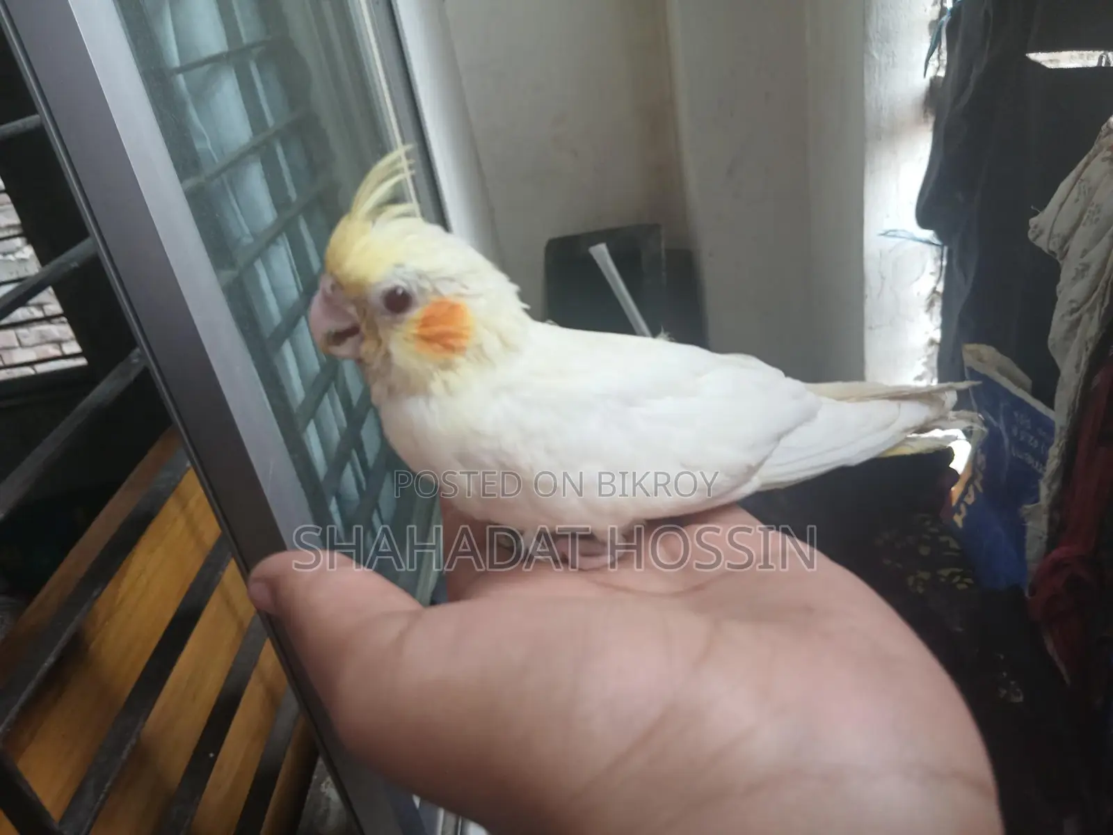 Red eye lutino cockatiel