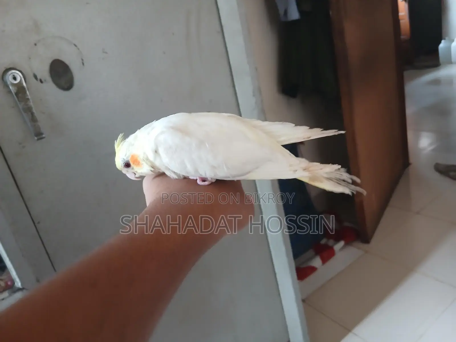 Red eye lutino cockatiel