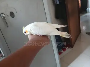 Red eye lutino cockatiel