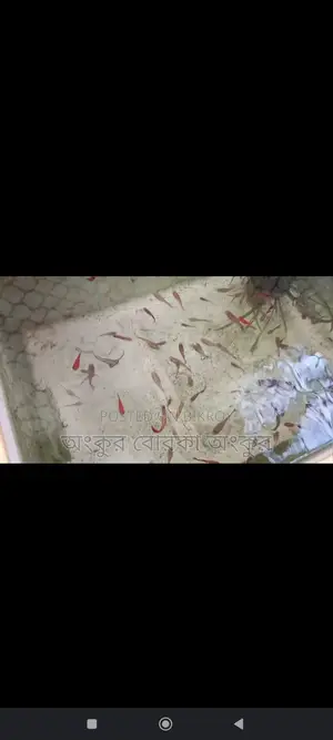 Guppy Fish for Sale