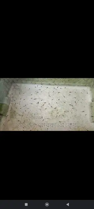 Guppy Fish for Sale