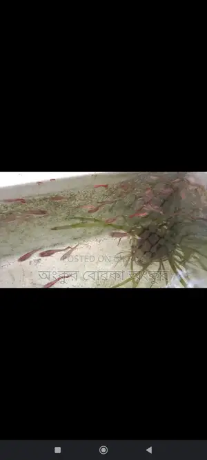 Guppy Fish for Sale
