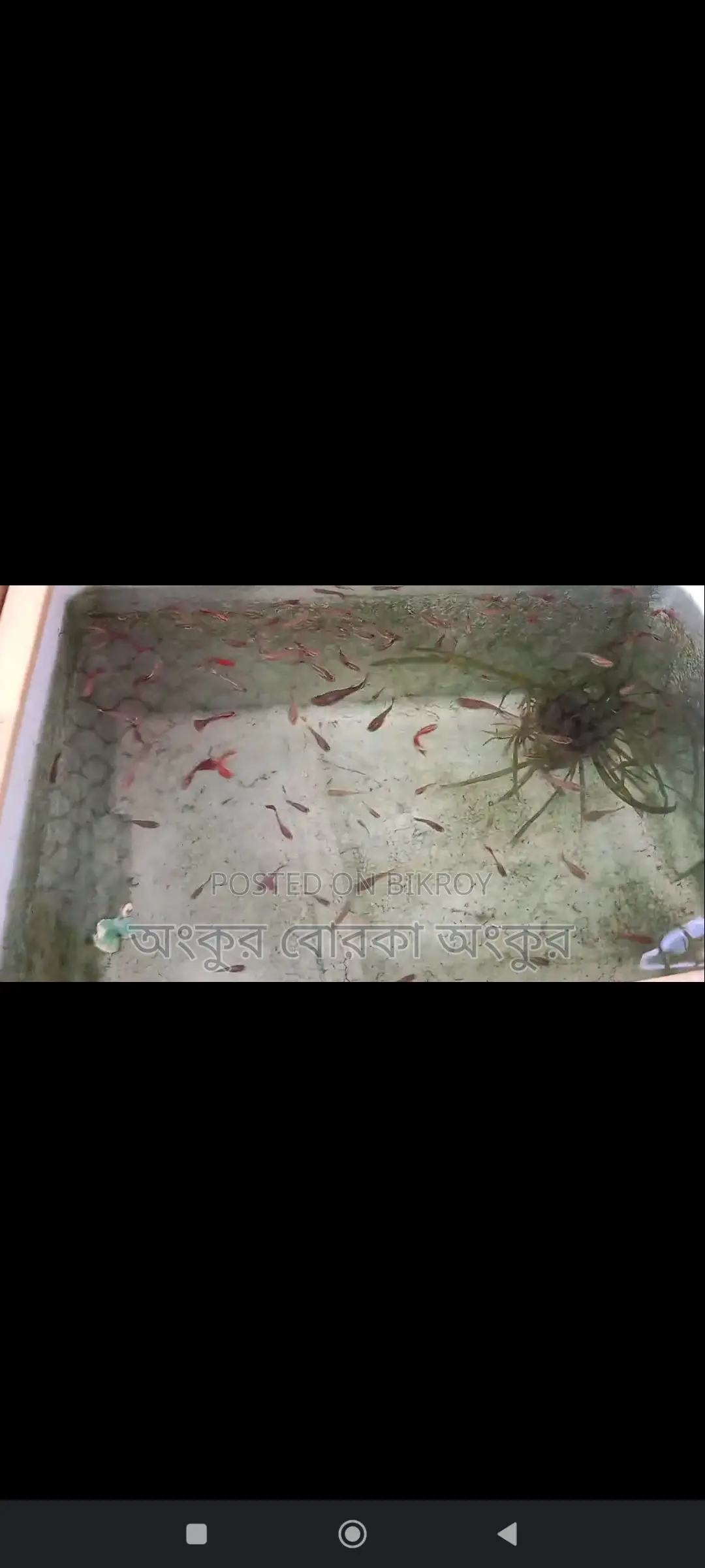 Guppy Fish for Sale